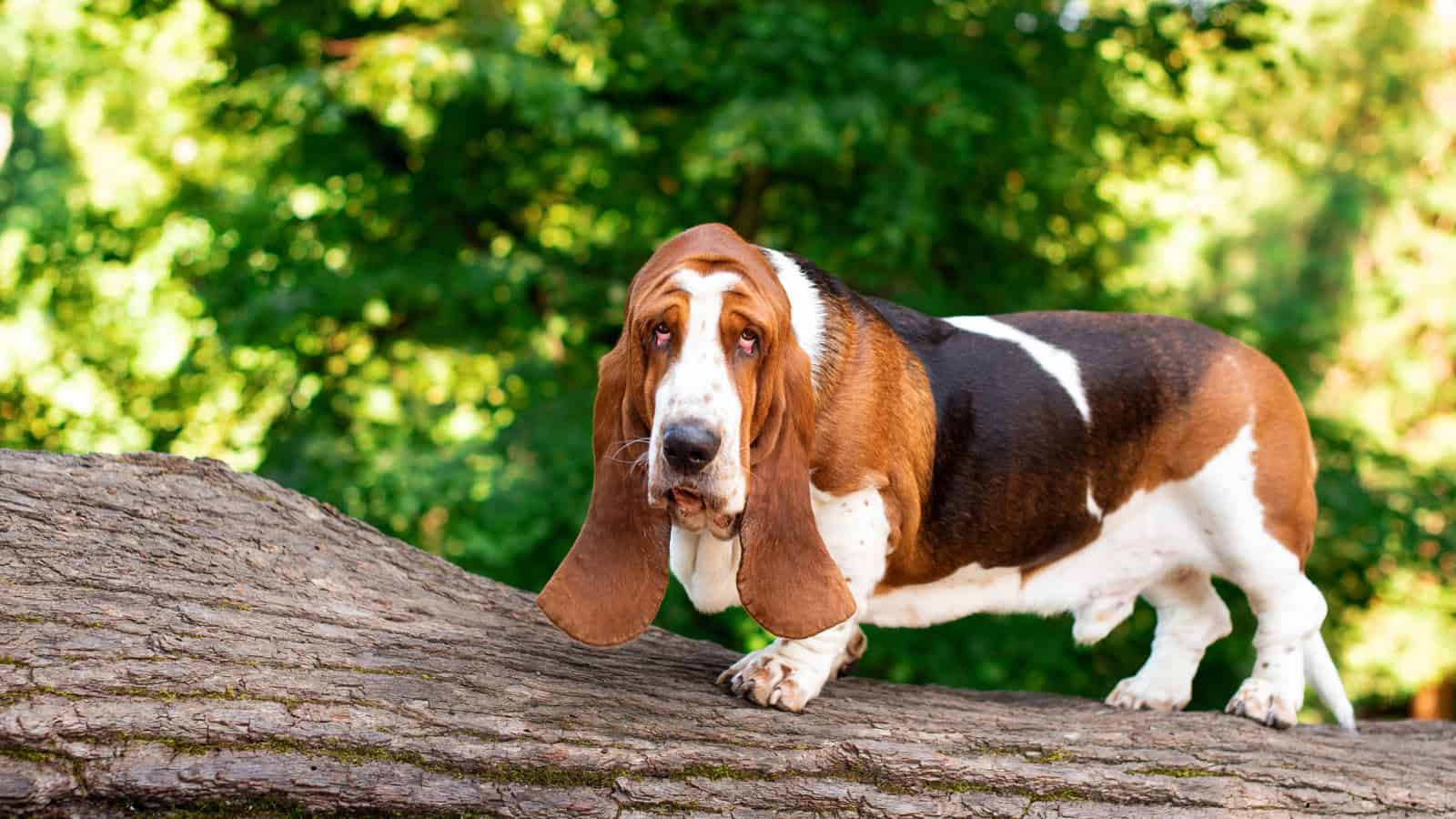 Basset Hound with wrinkled face standing on a fallen tree in a forest.