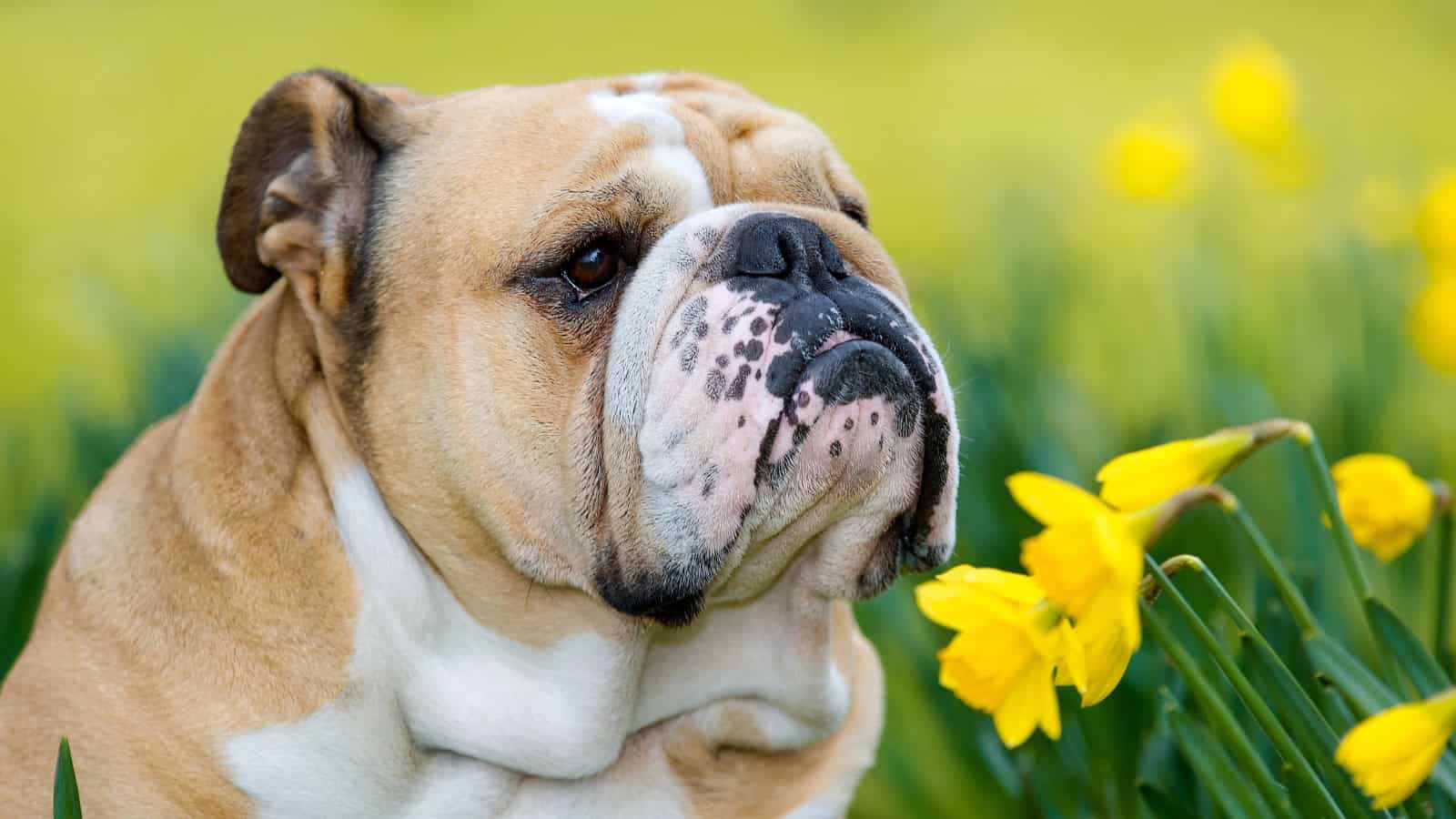 Wrinkled English Bulldog sitting beside yellow flowers.