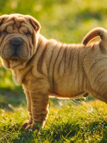 Wrinkled Shar Pei puppy standing in the grass.