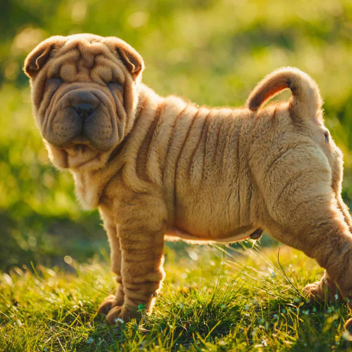 Wrinkled Shar Pei puppy standing in the grass.