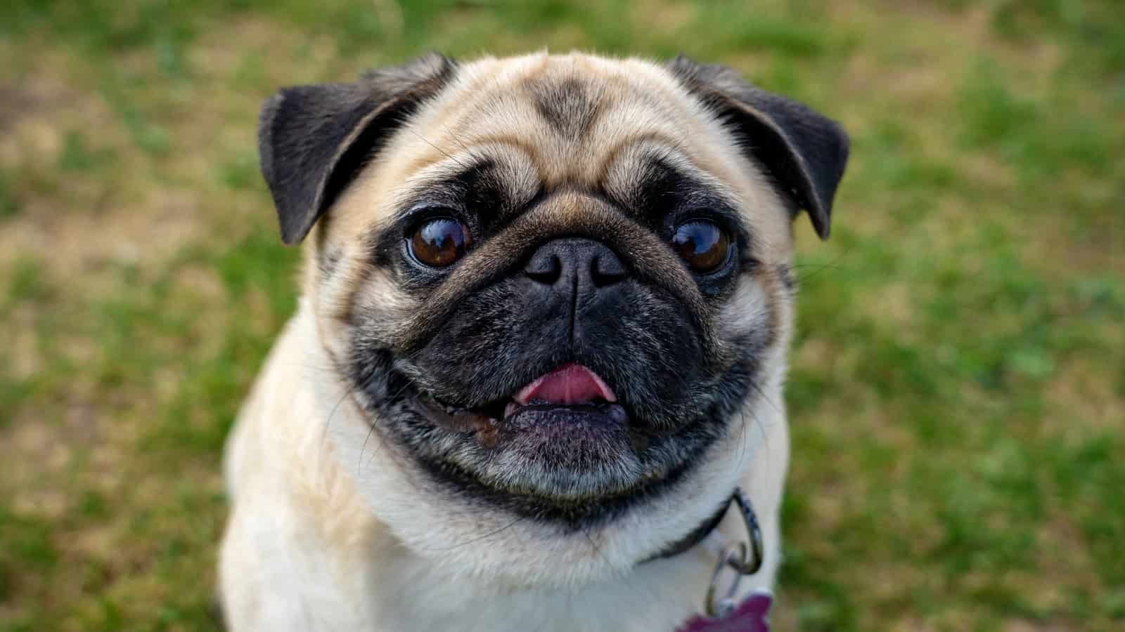 Wrinkled pug sitting outdoors on grass and looking at the camera.