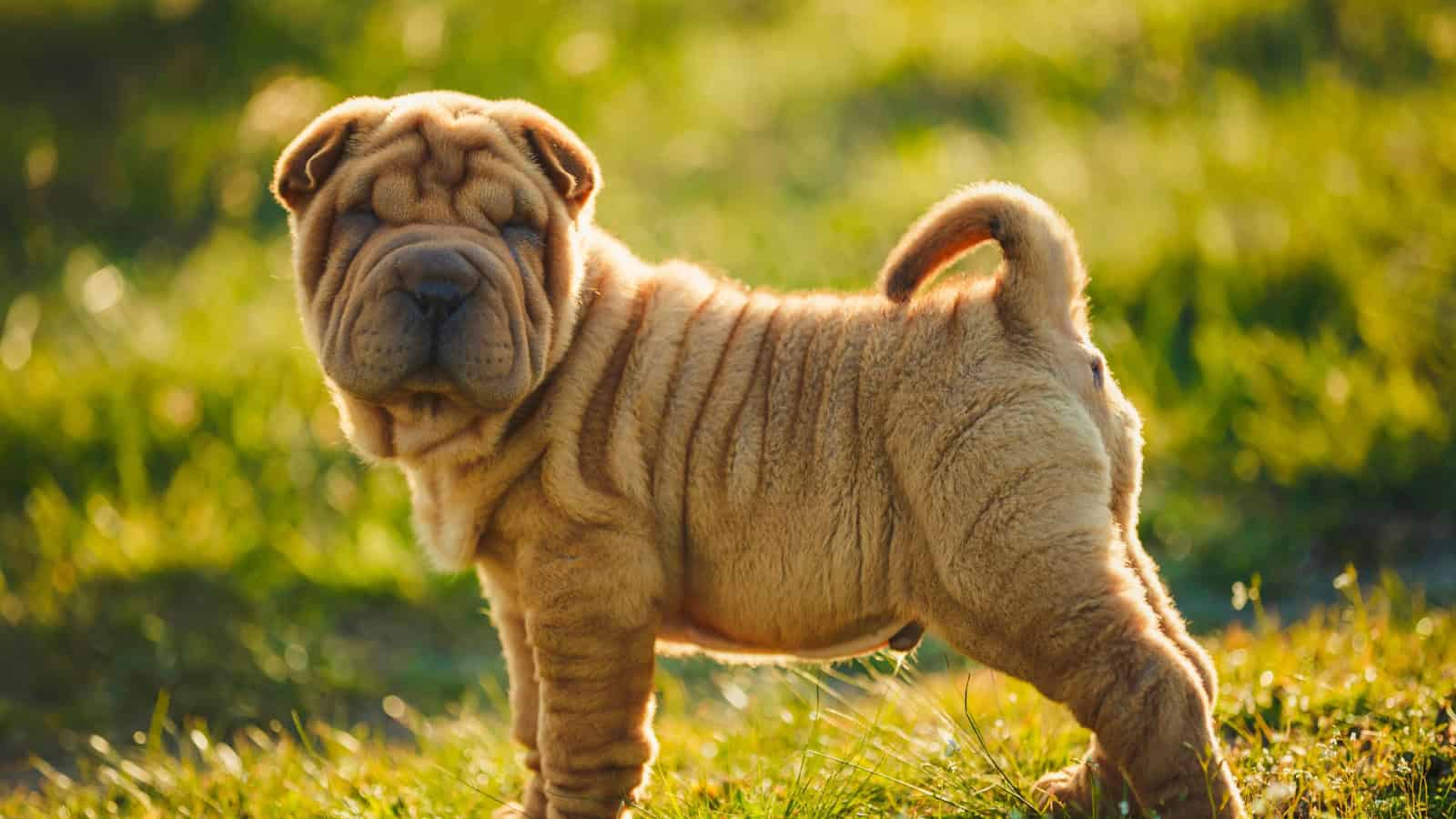 Wrinkled Shar Pei puppy standing on grass.