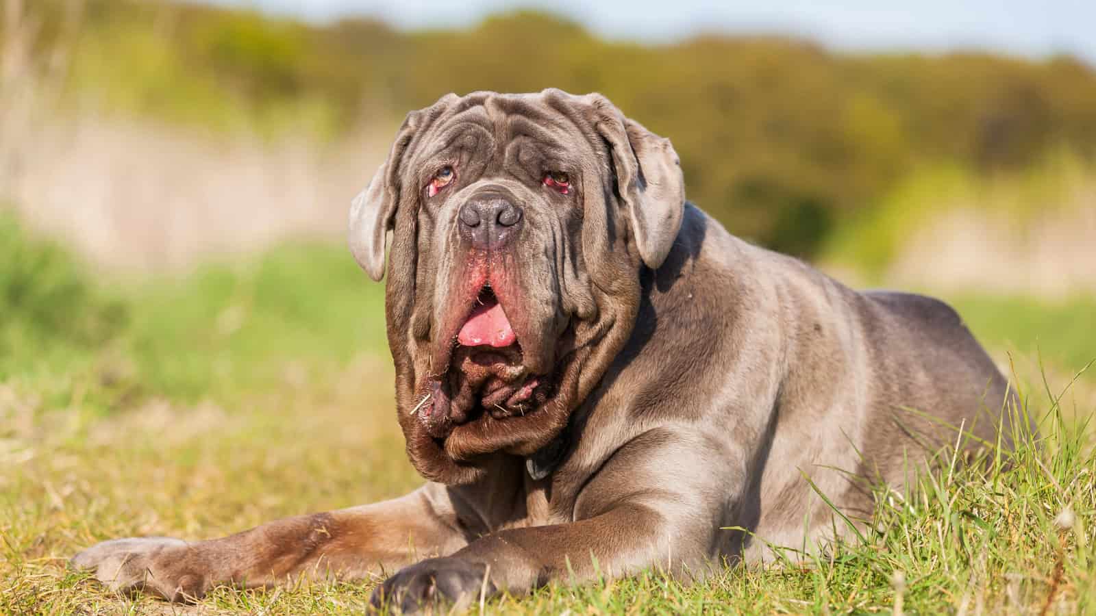 Wrinkled mastiff lying on grass outdoors.