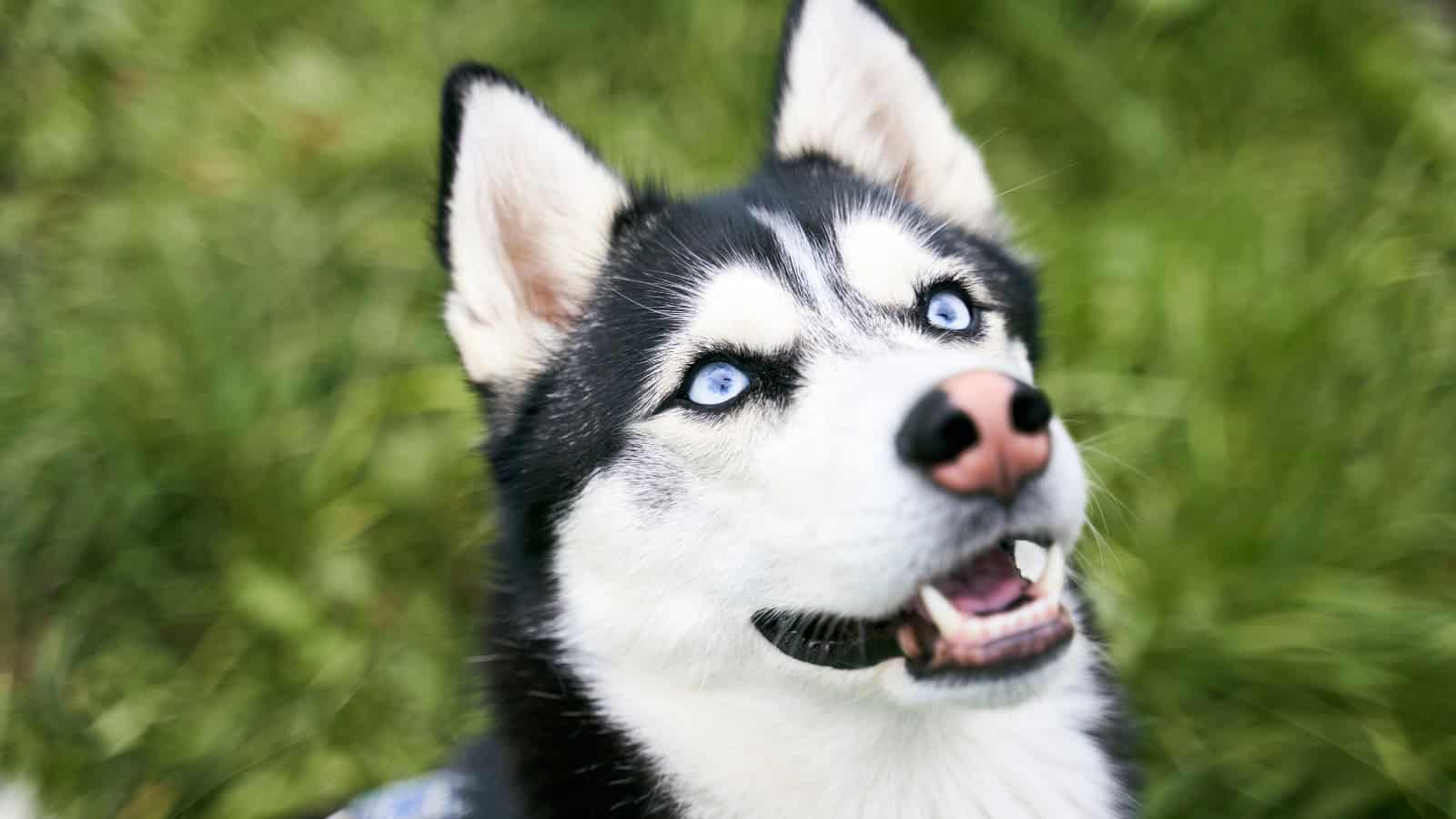 Smiling Siberian husky with bright blue eyes outdoors.