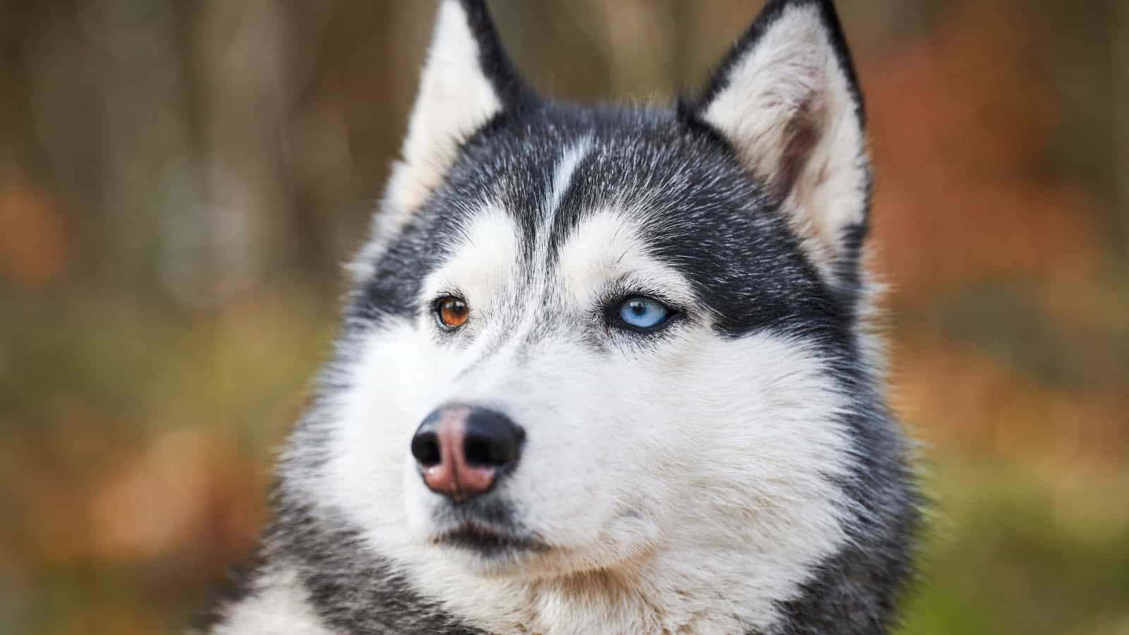Black and white Husky with striking blue and brown eyes outdoors.