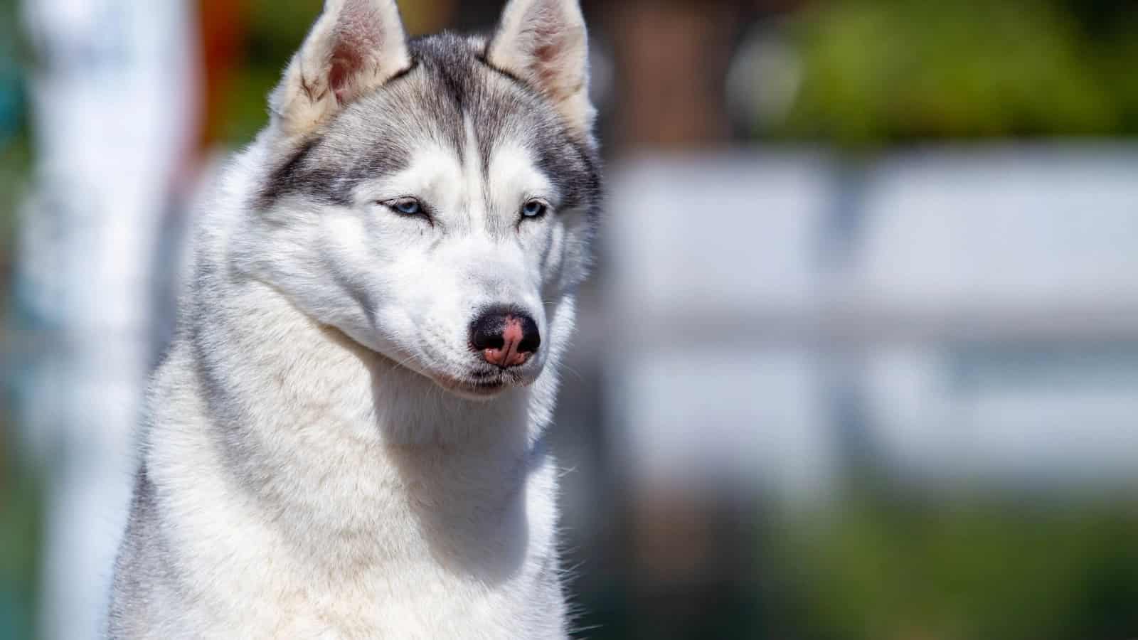 Gray and white husky sitting outdoors.