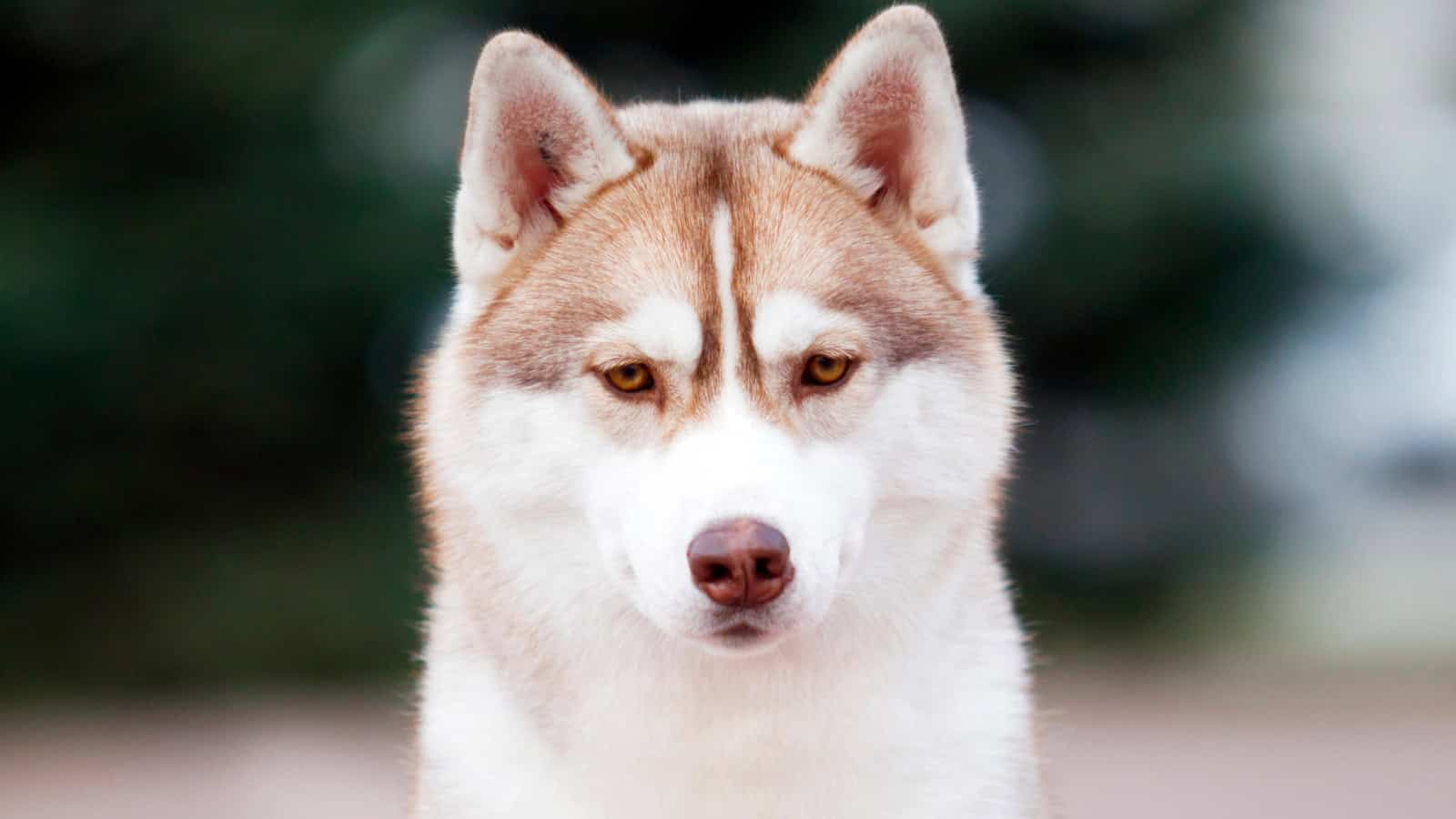 Brown-and-white Husky facing the camera outdoors.