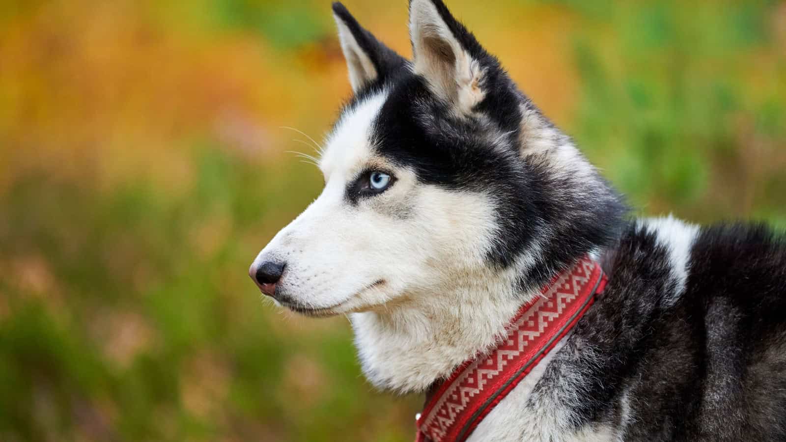 Black-and-white Husky wearing a red patterned collar outdoors.