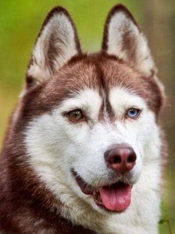 Red and white Husky with striking heterochromatic eyes sitting outdoors.