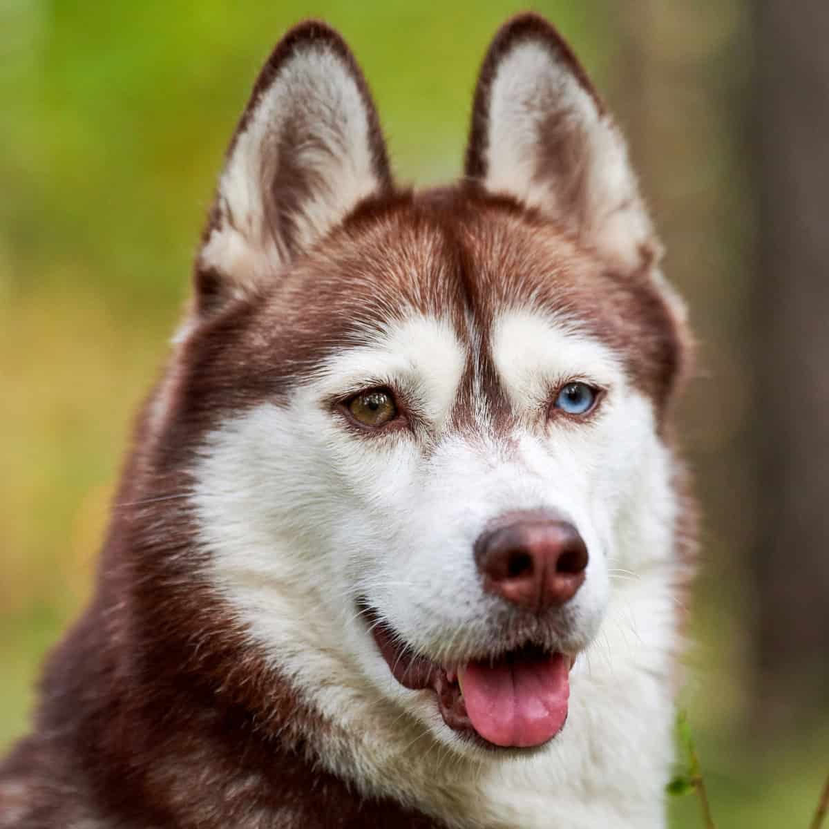 Red and white Husky with striking heterochromatic eyes sitting outdoors.