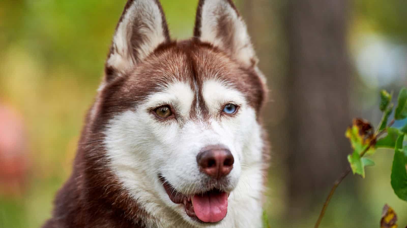 Red and white husky with heterochromatic eyes outdoors.